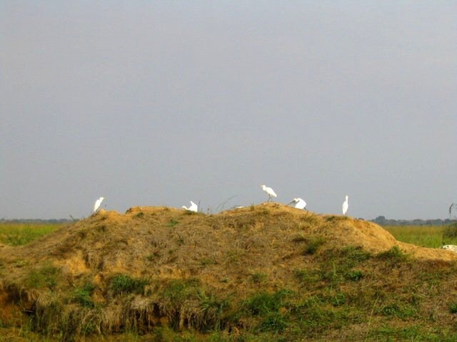 Príroda, nov. 2010