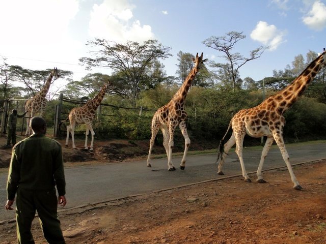 Giraffe center - Nairobi, február 2011