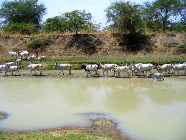 Veľkonočný piknik v buši, 25. 4. 2011