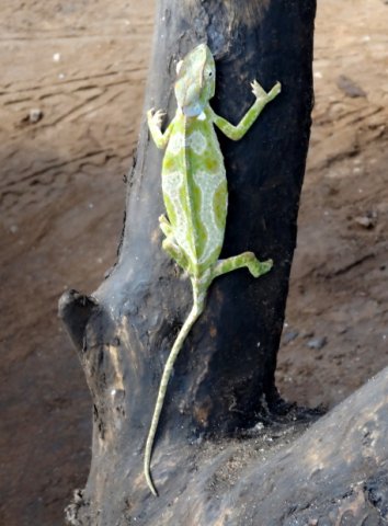 20140822_31 - Chameleón...